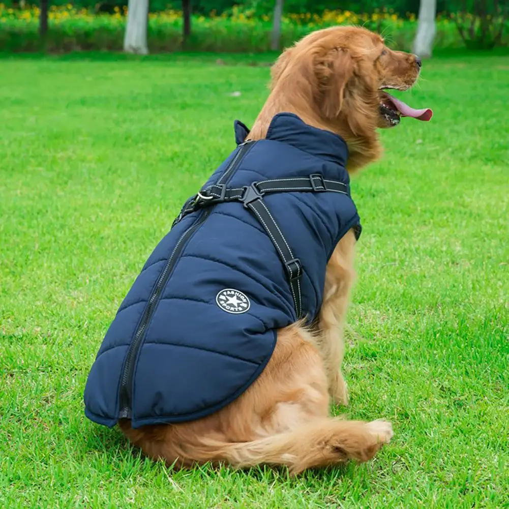 manteau pour chien labrador