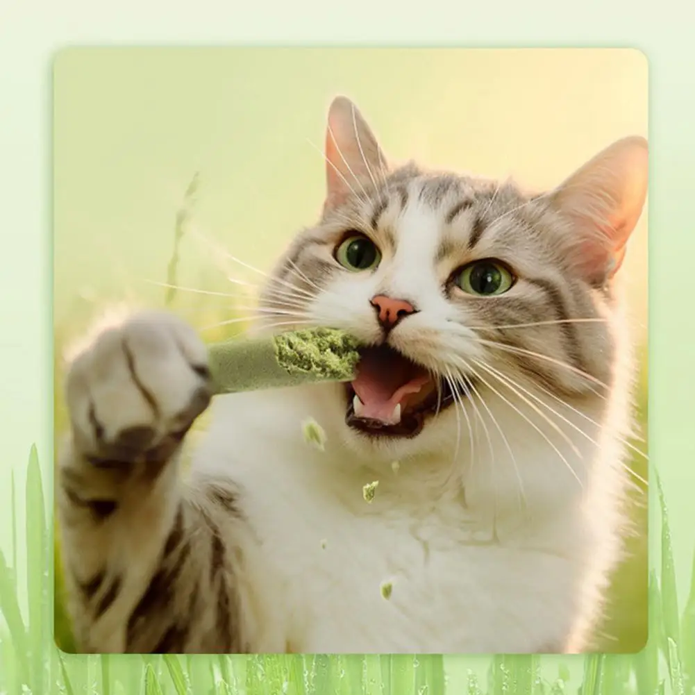 Cat Grass Sticks 1/3/6pcs Cat Grass Scented Stick Pet Snacks Hairball Removal Mild Hair Row Ready To Eat Cat Teeth Cleaning Sticks Pet Supplies