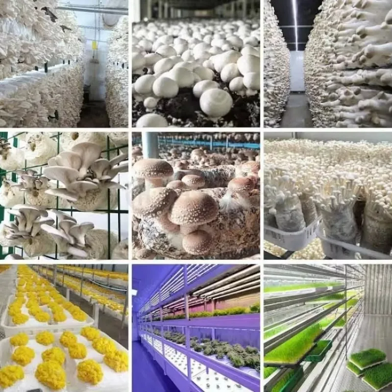 รูปสินค้า ตู้ปลูกเห็ดอัจฉริยะ 40 ฟุต ระบบ Aeroponic-Aquaponic