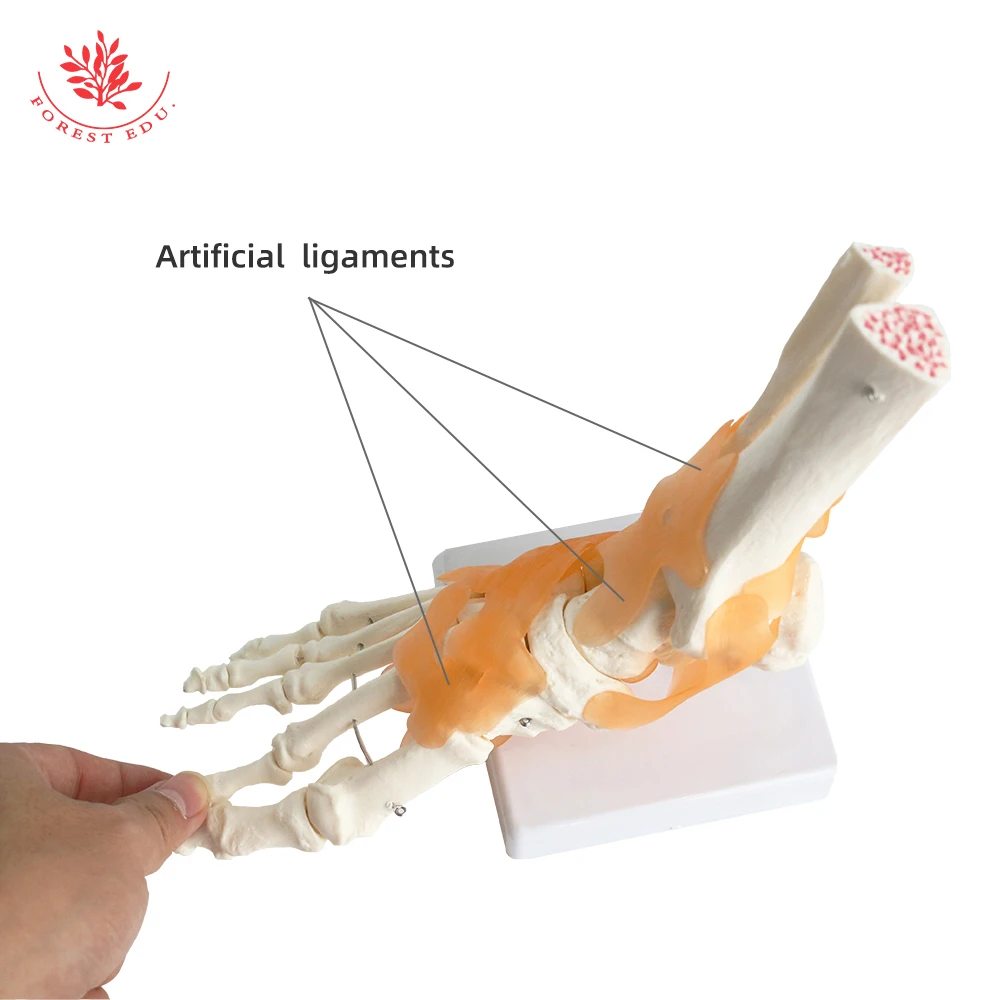 Human Skeleton Model FRT027 Simulation 1:1 Life Size High Quality Foot Joint Model Anatomy Biological Bones Medical Science