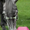 XSXS-Horse Snaffle Bit, Stainless Steel Loose Ring Horse Mouth Bit, Loose Link Horse Mouth Bit For Horse Training And Riding 5