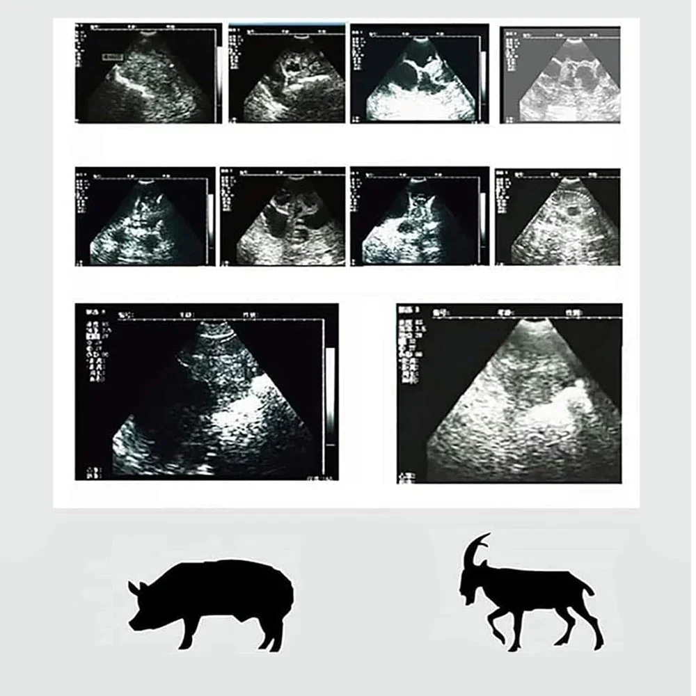 Wireless Veterinary Ultrasound Scanner Handheld Ultrasound Machine Wireless Colo