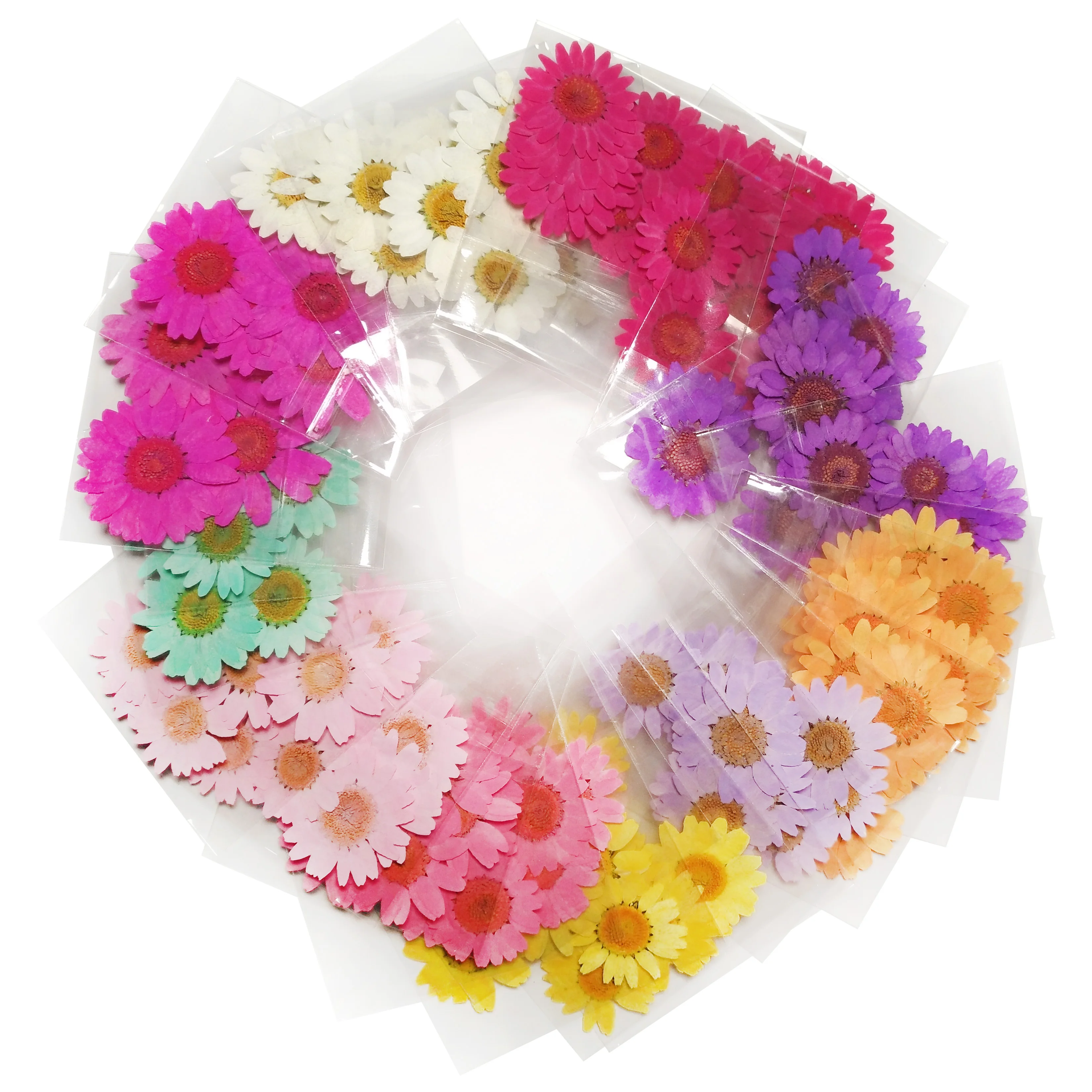 Chrysanthemum paludosum pressed flower Dried flowers for resin