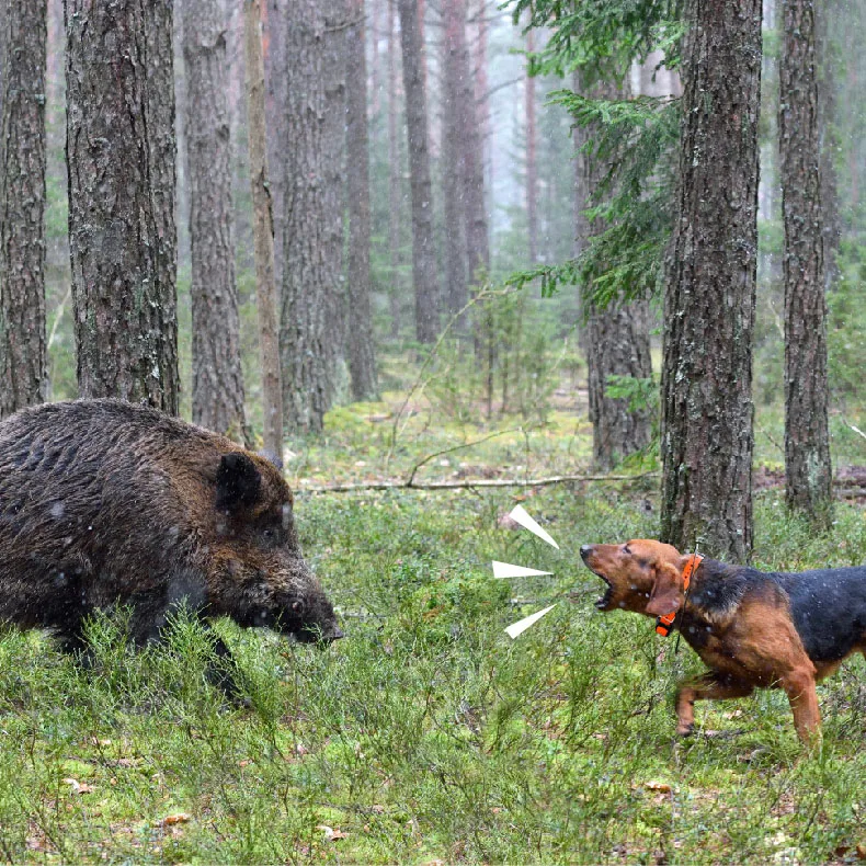 핫 세일 방수 사냥용 GPS 개 추적기 비퍼 목걸이 하운드 추적 시스템
