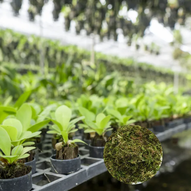 Száraz Sphagnum Mohával Szárított Víz Mohás Természetes Moha Phalaenopsis Dedikált Táplálkozási Orchideák Pozsgás Növényekhez - Image 5