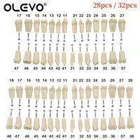 Dental Typodont Teeth Model Removable Individual Screw-in Resin Denture Practice Tooth for Nissin Dentist Teaching Accessories 1