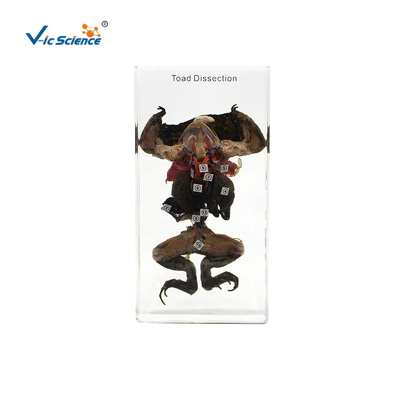 

Образец лягушки жабы из прозрачной смолы