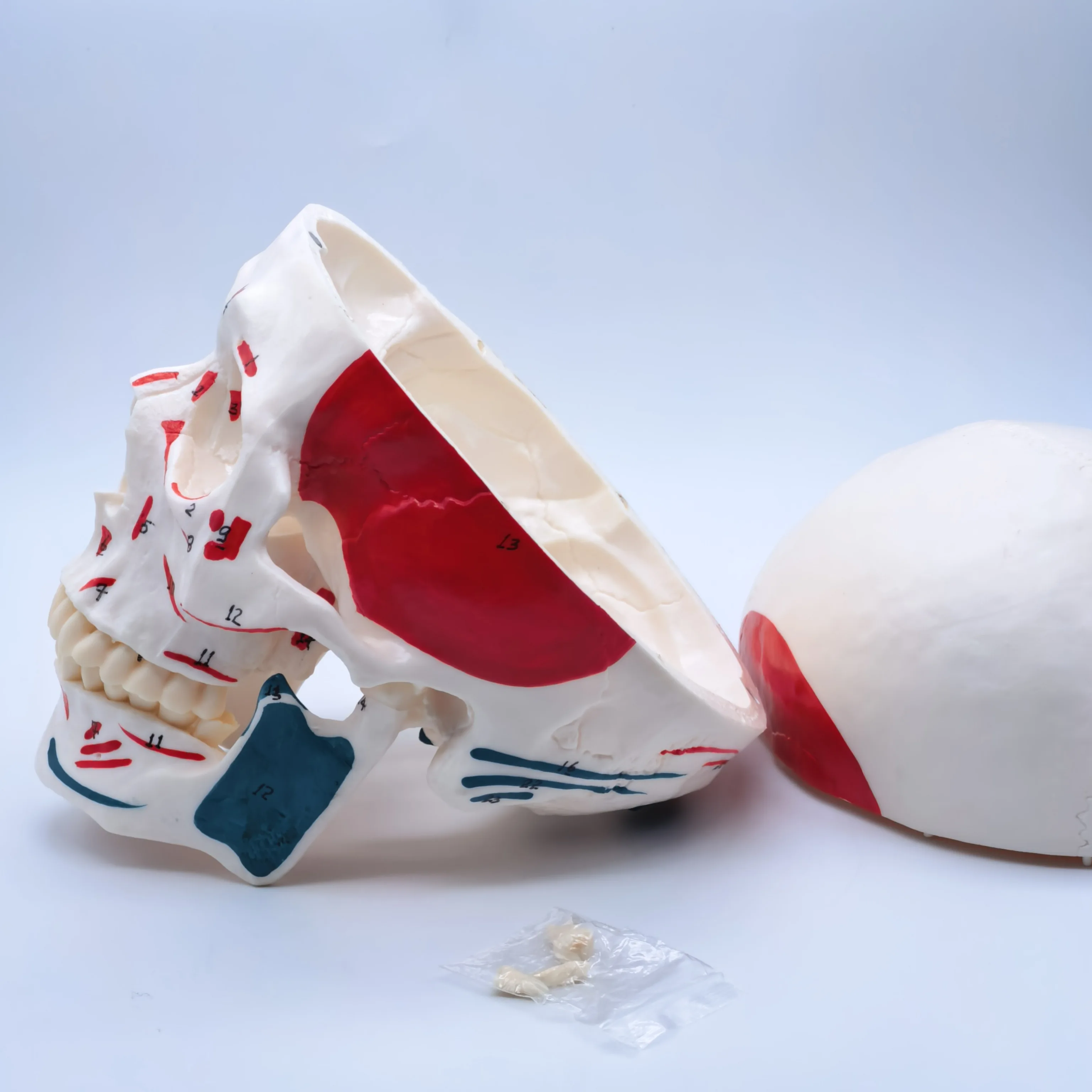 Human Skull Anatomy Model 5