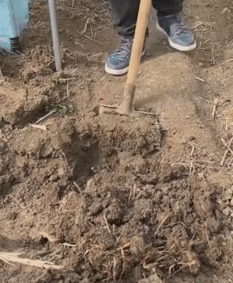 Einteilige Vierzackige Stahlgabel für Gartenarbeit und Graben, Vierzackige Verstärkte Manganstahlgabel, Unkrautjäten und Rasenpflege, Landwirtschaft – Detail 9