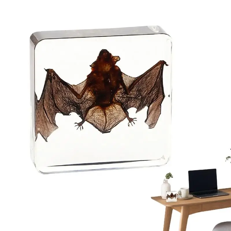 

Bat Taxidermy Real Bat Specimen In Resin Real Bat Specimens In Resin For Science Teaching Education Gift For Fans Of Animal