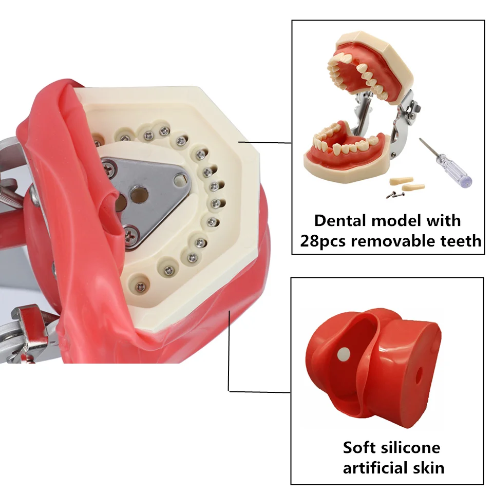 Dental Simulator Simple Head Model Manikin Phantom With Teeth For Teaching Practice Training Dentist  Study Dentistry Equipment