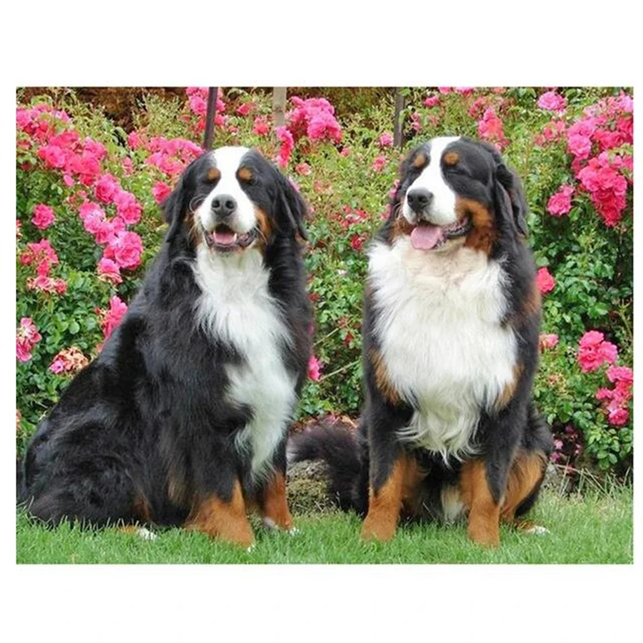 Fai Da Te Pittura Diamante 5D Bernese Mountain Dog Diamante Pieno Mosaico Ricamo Strass Berner Cucciolo Animali Domestici Vendita Regalo Artigianale