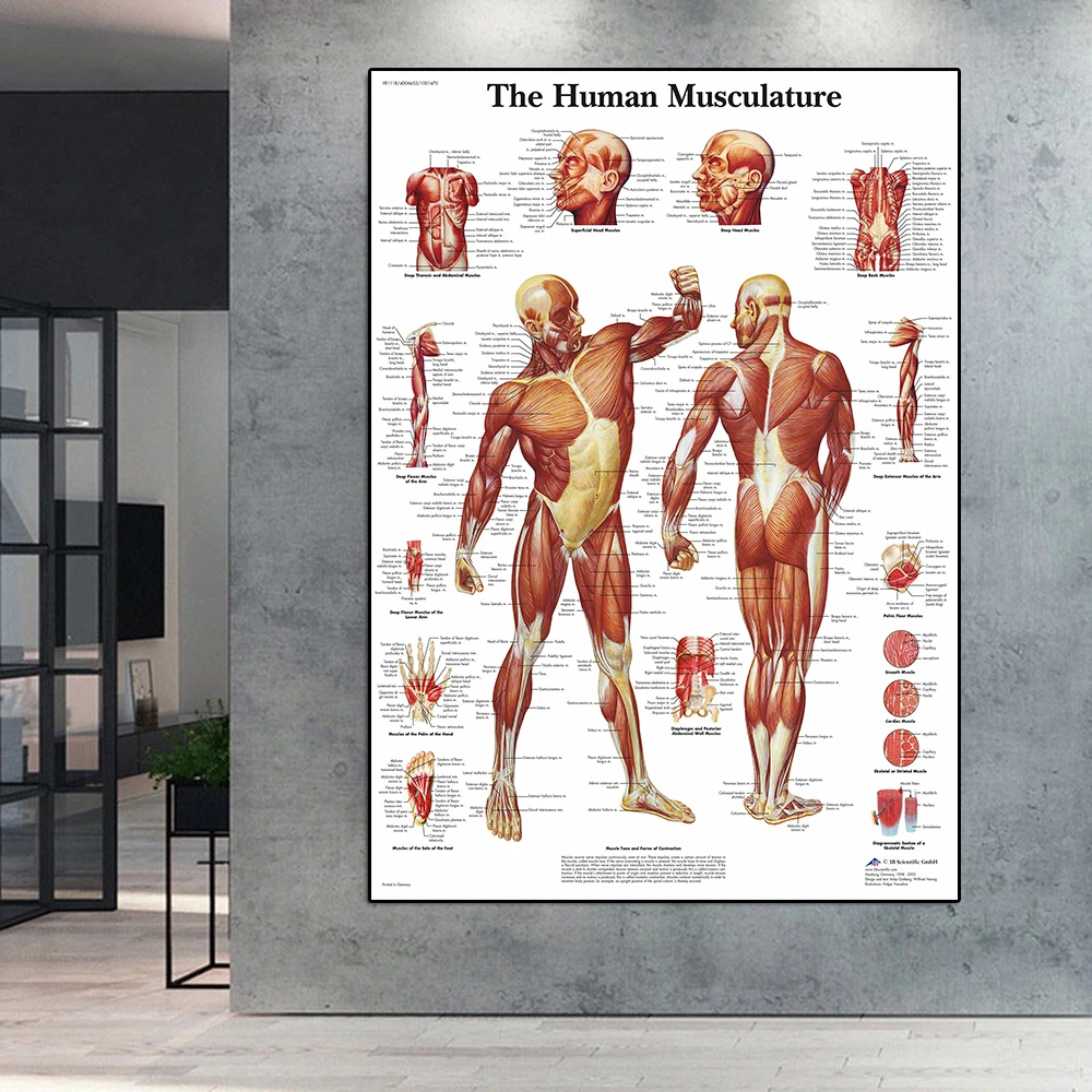 Póster de esqueleto, gráfico de anatomía del cuerpo humano 