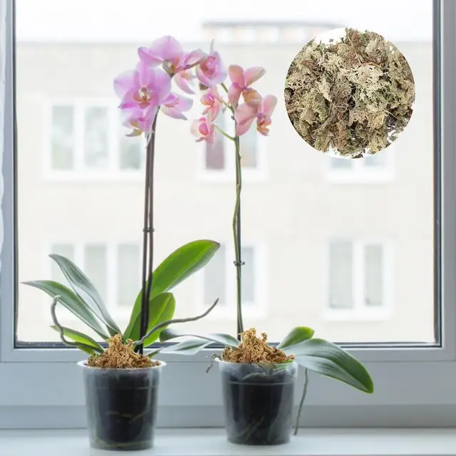 Szárított Mohás Cserepes Növényekhez Sphagnum Moha Organikus Műtrágya Virághoz És Növények Hidratáló Táplálkozási - Image 5