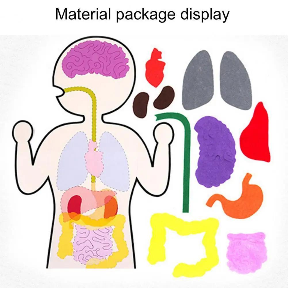1 Set Portable Handcraft Human Body Parts Internal Body Organs Kit