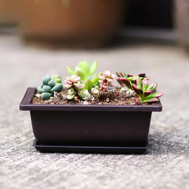Zamatos Virág Edény Négyzet Alakú Téglalap Műanyag Bonsai Virágpot Kerti Szerszám - Image 2