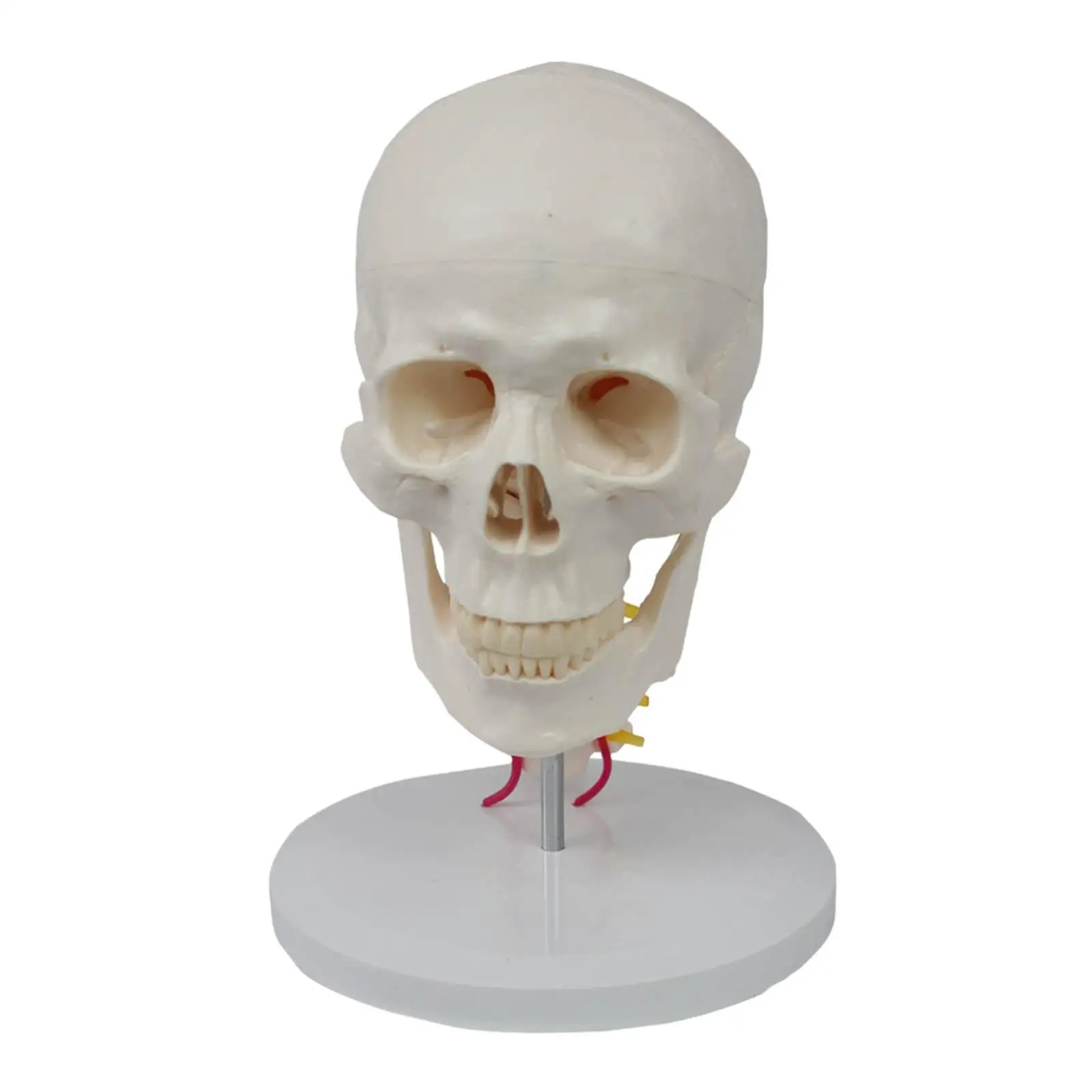 

1:1 Human Skull with Cervical Vertebra 7 Parts with Cervical Vertebra ; Bone Suture Anatomical Model for Collectibles Display
