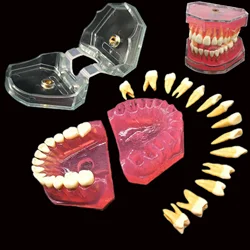 Dental Standard Typodont Model Soft Gum With 28 Removable Teeth Adult for Study Demo Teaching