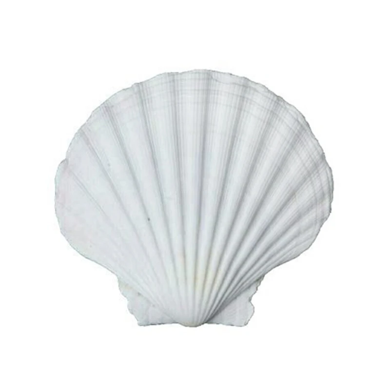 Set of 20 White Natural Scalloped Shells for DIY Projects Painting ...