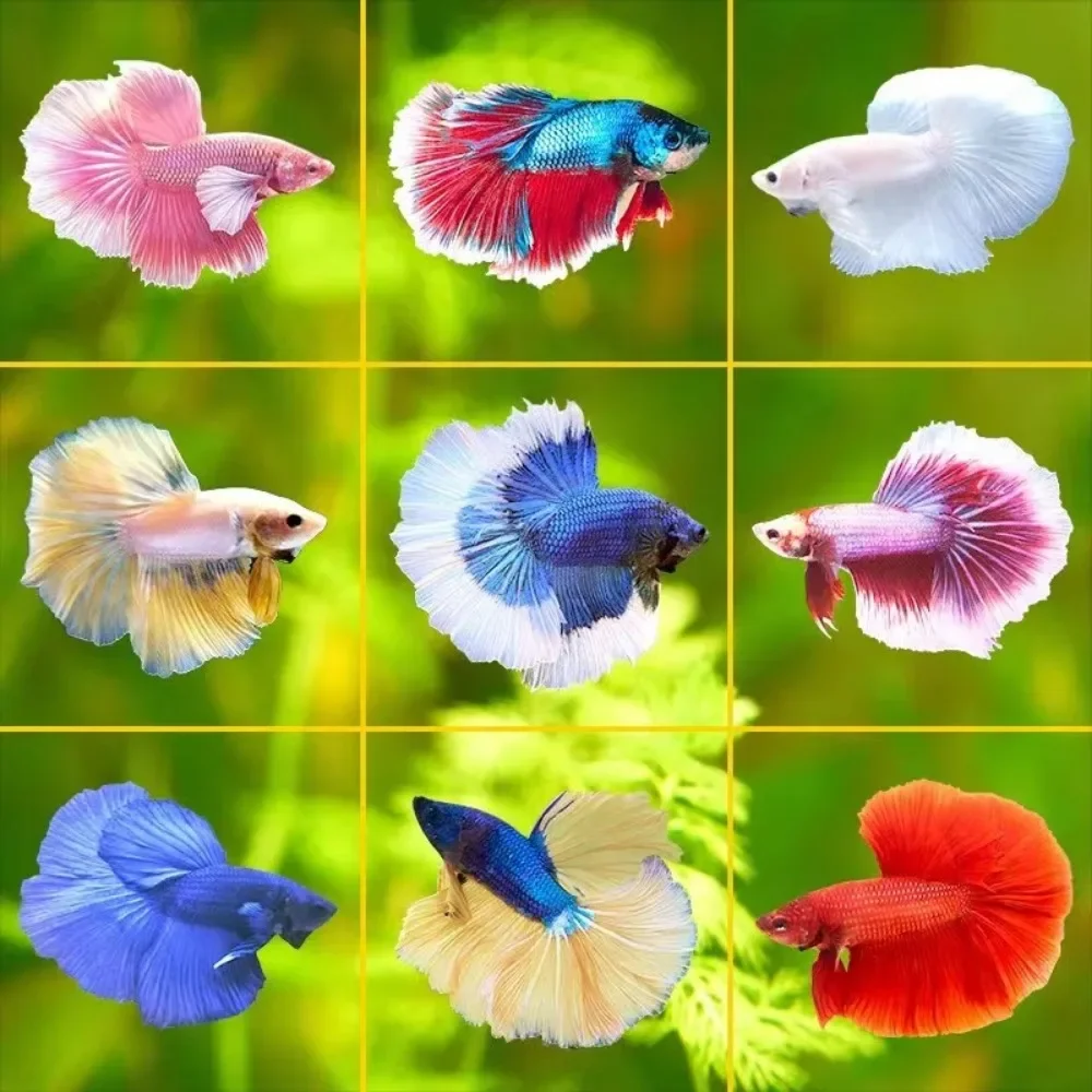 Mini fish aquarium for Thai Betta small ornamental fish Live Pet stackable aquariums fish aquarium