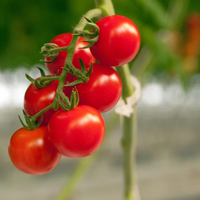 200/50 Darabos Műanyag Növényi Klipek Támogatók Összekapcsolják Az Újrahasznosítható Védelem Oltó Rögzítő Szerszám Kertészeti Készleteket A Zöldség Paradicsomhoz - Image 3