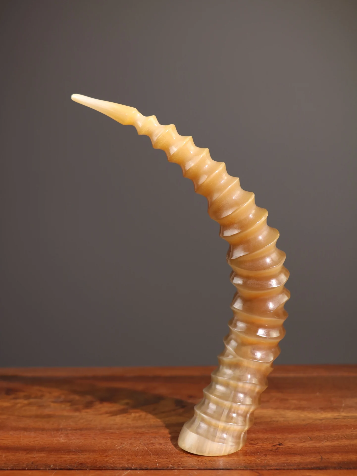 

8"Tibetan Temple Collection Old Natural ram's horn Sheep horn tip whirlwind Cooling blood and detoxifying Efficacy Ornaments