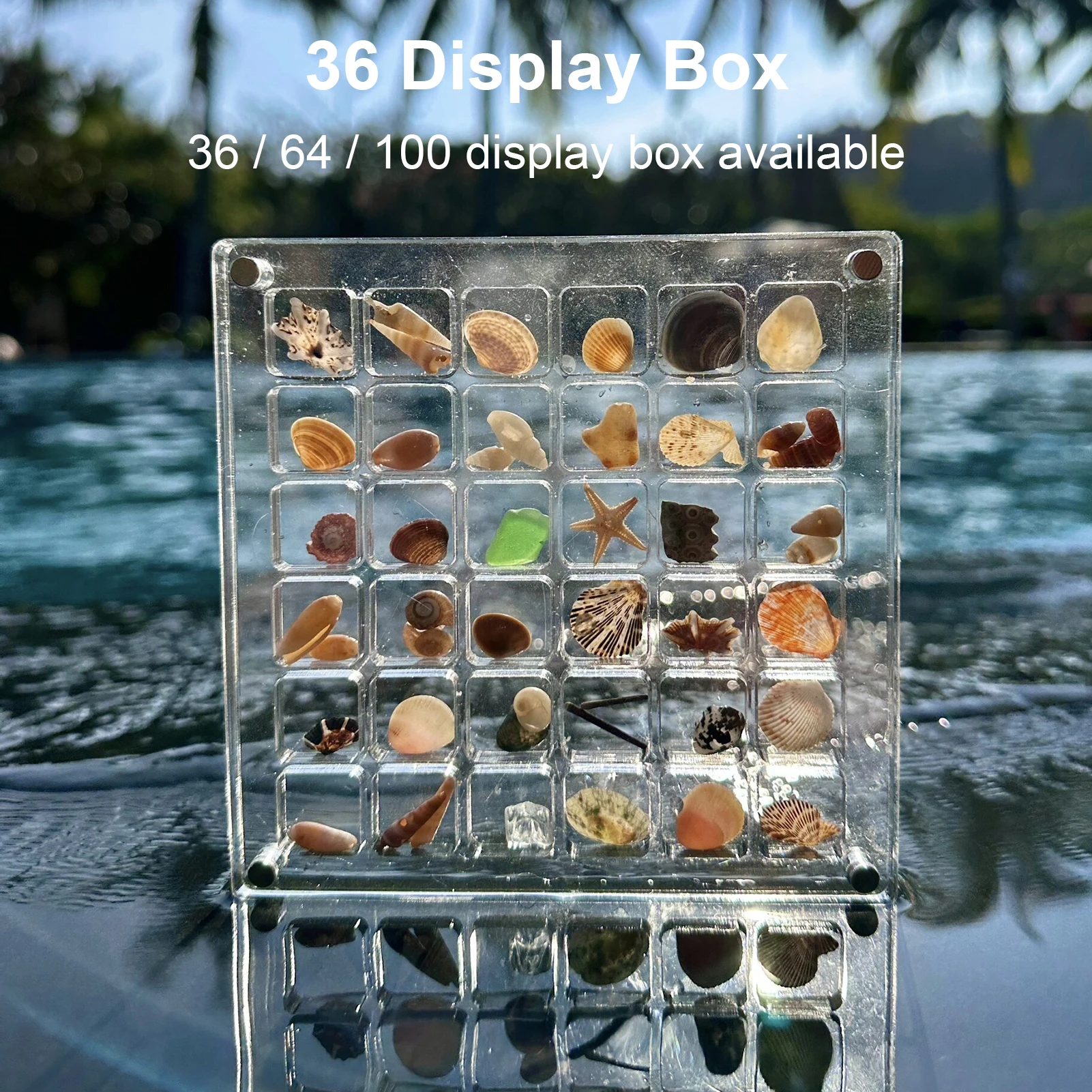 

Seashell Display Box Acrylic Magnetic Seashell Display Case Acrylic Organizer Box Stackable Small Craft Organizers Compartment