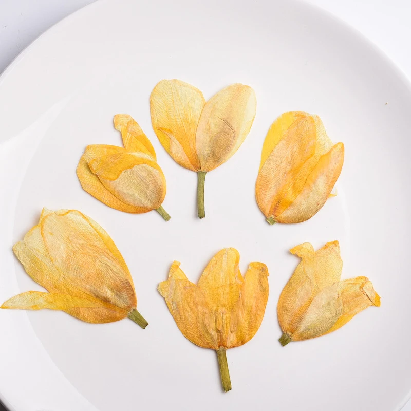 Yellow Tulip Oem Cheapest Supply Real Pressed Flowers For Photo