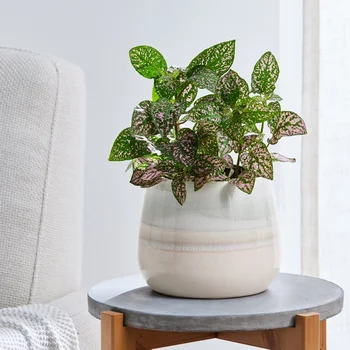 Ceramic Planter with Drainage Holes Indoor Outdoor Plants Succulents Flowers 10 Inch Decorative Pot 6