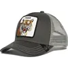 Tiger Gray