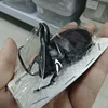Insect Specimen of Real Beetle, Golden Turtle Insects, Beetle, Optional Spade, Teaching, Research, Photography Props 3