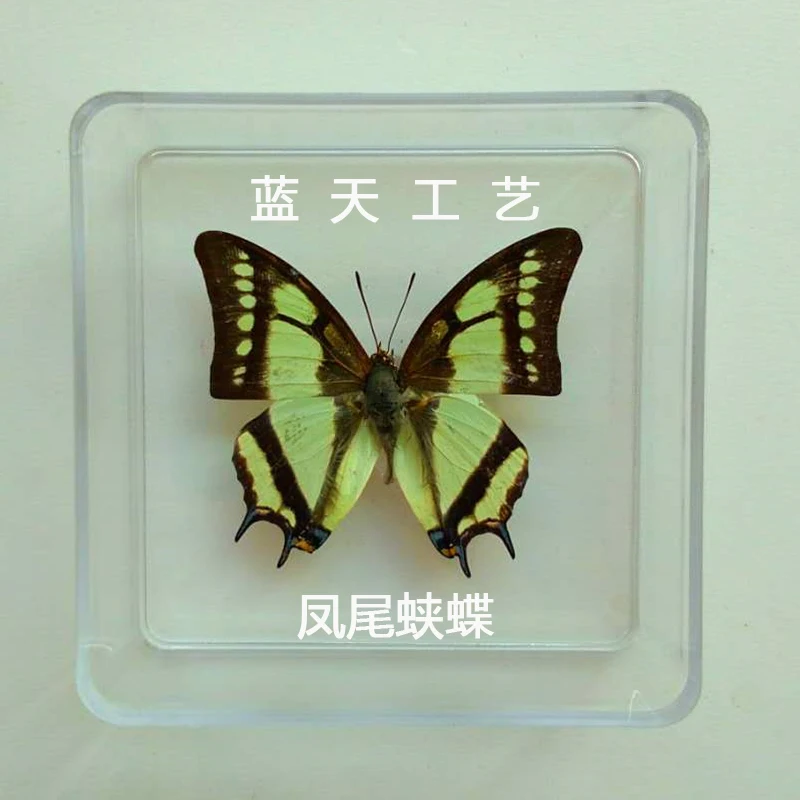 Butterfly Specimen Real Butterfly Specimen Insect Specimen Butterfly Shooting Props DIV Student Teaching Transparent Box Pack