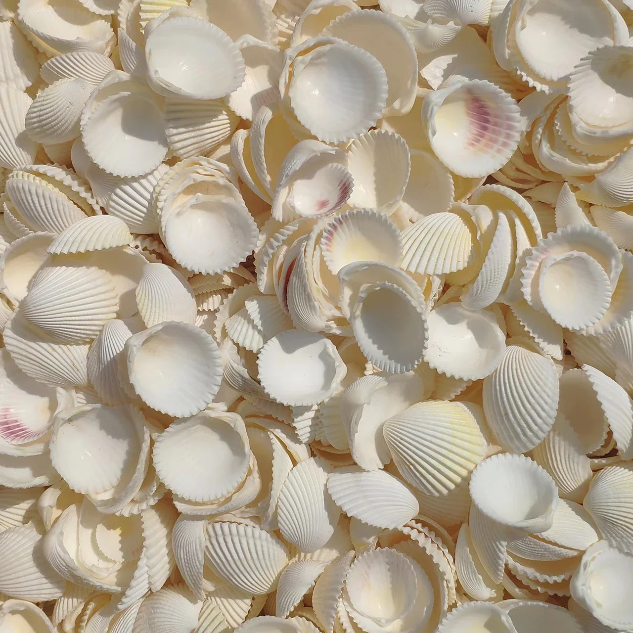 Punch Shell Conch Snow Clam Hair Clam Coconut Shell White Small natural shell ornaments