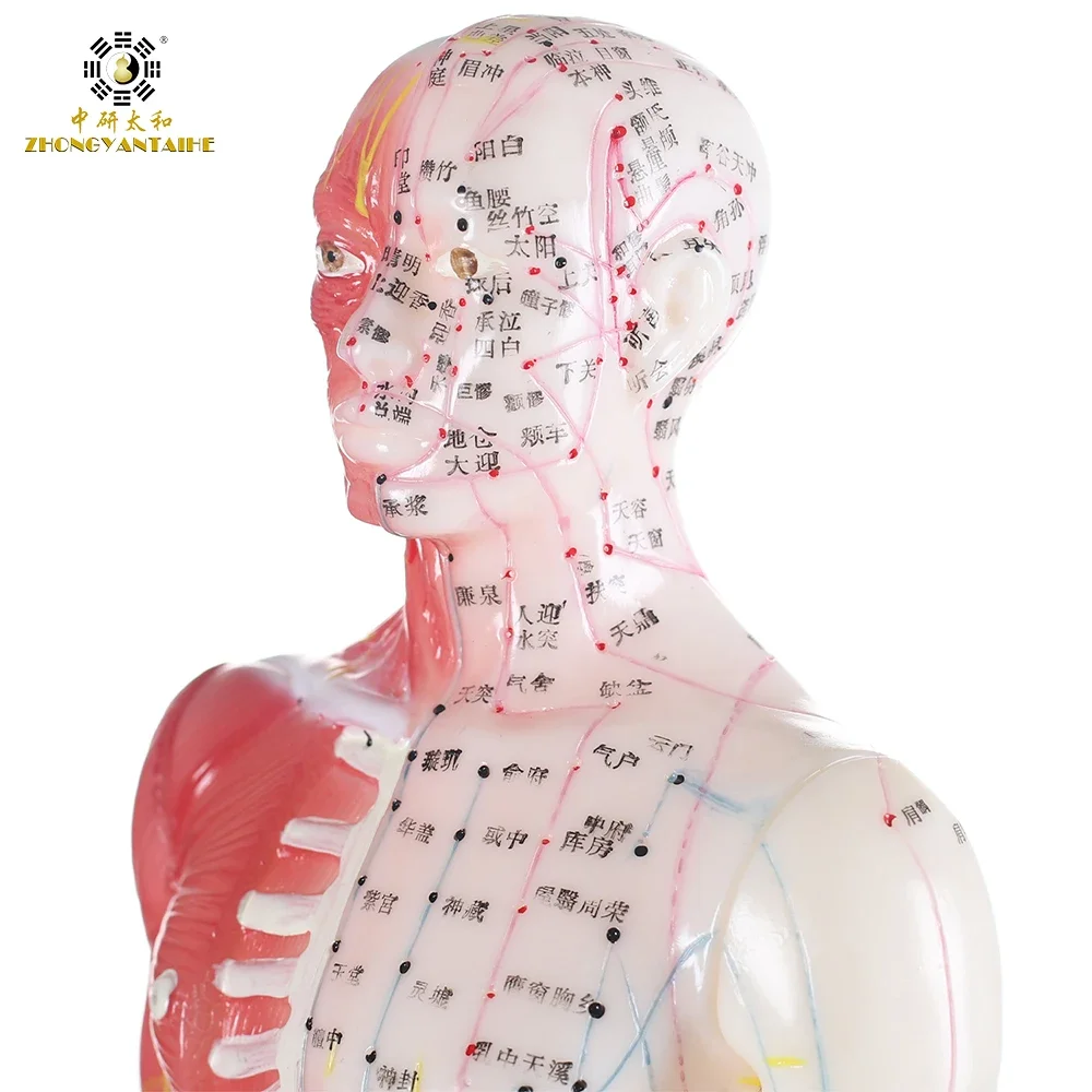 Point d'acupuncture humain masculin et modèle musculaire, modèle de corps chinois, anatomie musculaire