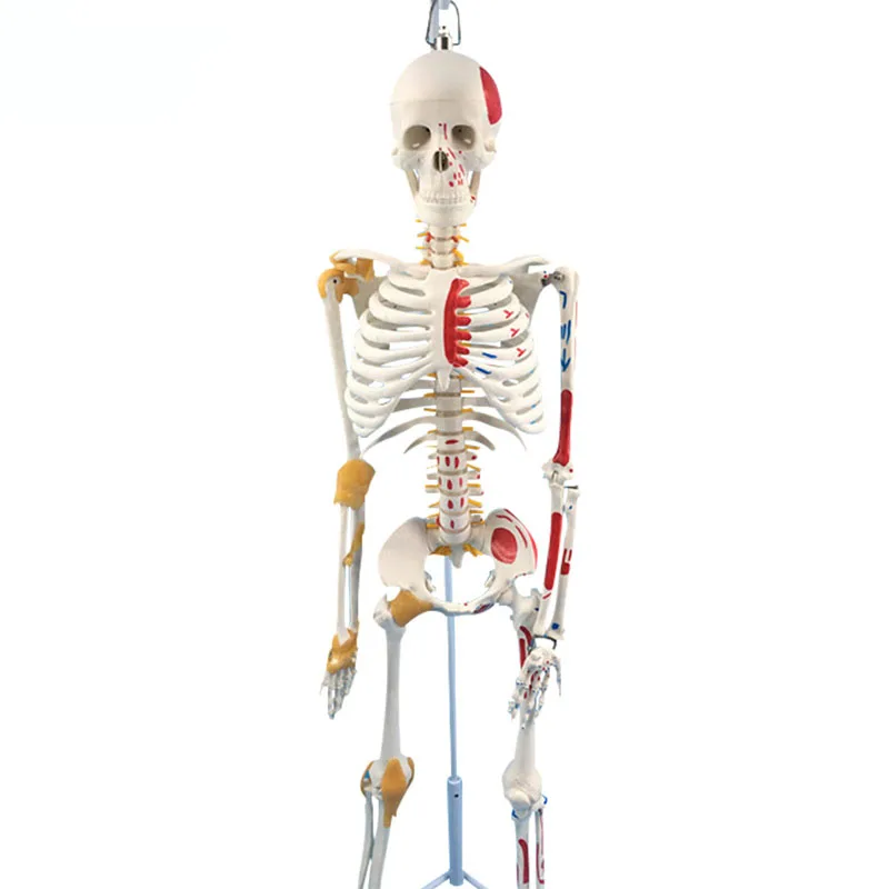 Différents 85CM PVC L'anatomie Humaine Squelette Modèle D