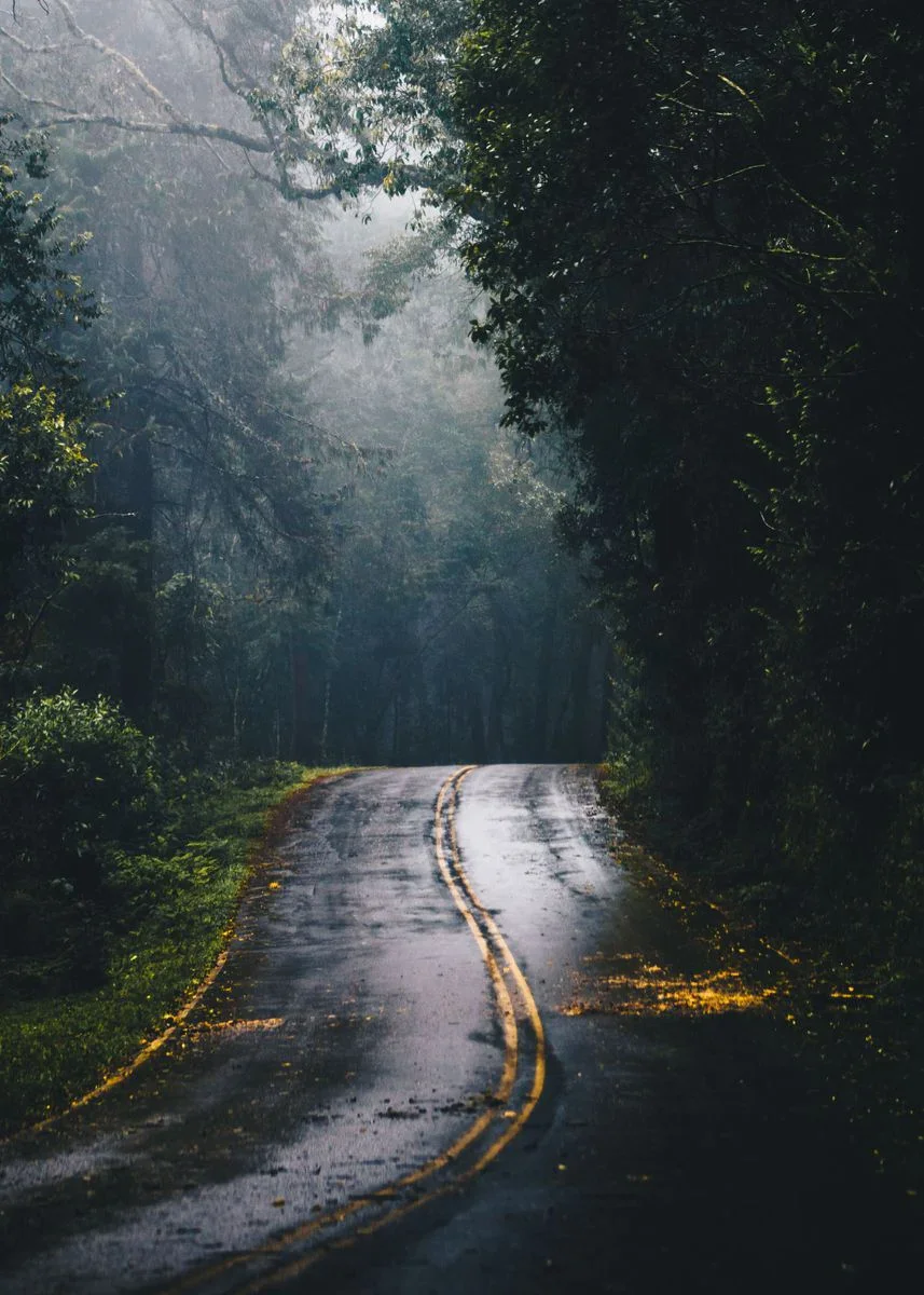Enchanting Dark Green Forest Landscape Canvas Wall Art
