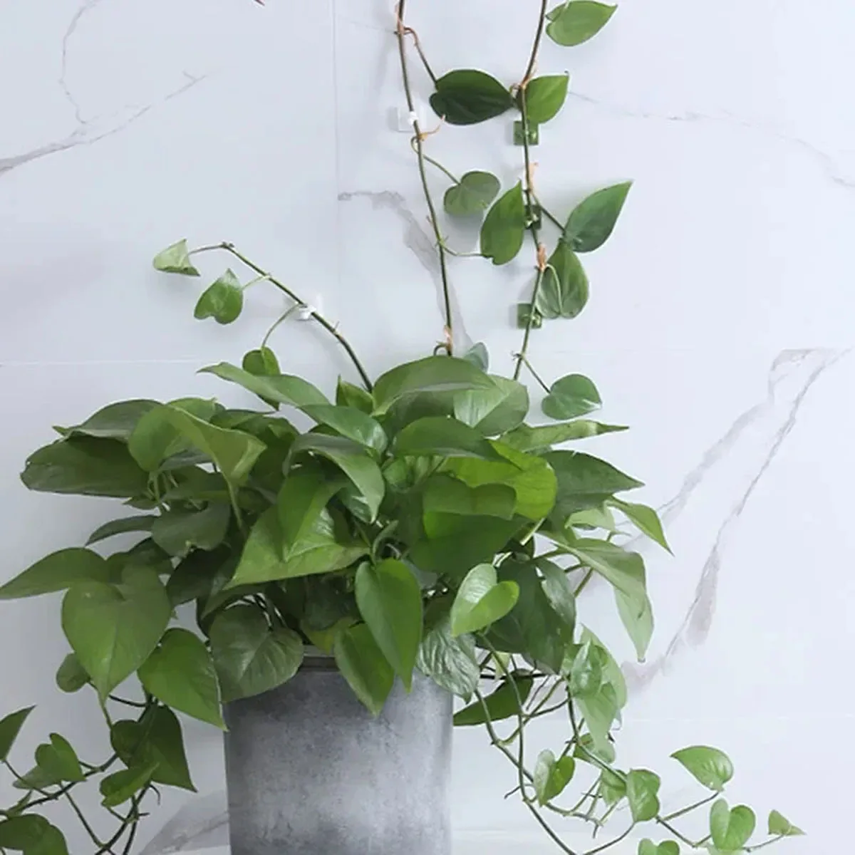 Home Garden Accessories Fixator Plant