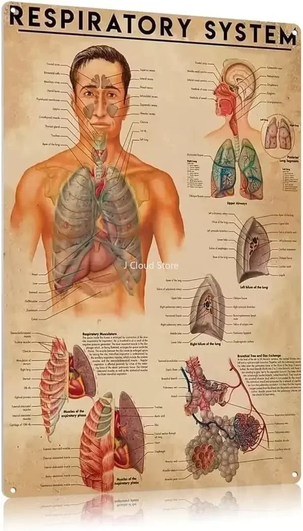 

Respiratory System Knowledge Metal Tin Signs Infographic Posters Therapist Guide Plaques Home Room Clinic Hospital