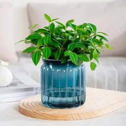 Self - Watering Modern Decorative Planter Pot for Tabletop and Home Decor (Style E)