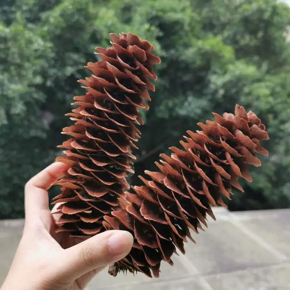 5 Sets DIY Handmade Materials Small Pine Cones Decorations Self