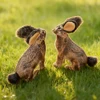Squeaky Wild Rabbit Pet Chew Toy: Soft Durable Fabric, Safe Teething, Odorless, Cat & Dog Friendly 4