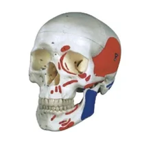 

Natural Big Head Skull Muscle Coloring Model Teaching Resources