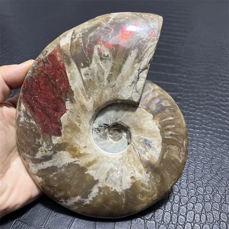 Big Beautiful natural Chrysanthemum grain conch Ammonite AliExpress