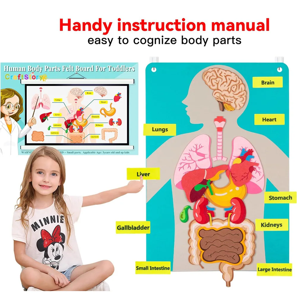Human Body Organ Educational Learning Board Body Parts Learning Wall Chart for Kid Felt Preschool Kindergarten Teaching Supplies 3