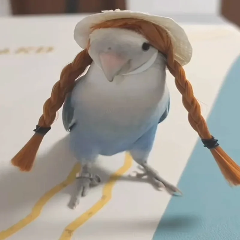budgerigar cockatiel peonía loro diadema tejida a mano sombrero de pájaro mascota pequeño hairgear tocado ajustable pájaros juguetes accesorios Budgerigar Cockatiel peonía loro diadema tejida a mano sombrero de pájaro mascota pequeño Hairgear tocado ajustable pájaros juguetes Accesorios 5