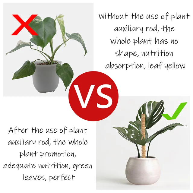 Kókuszdióoszlopok Növényi Hegymászó Rúd Mászó Szőlő Kókuszdió Pálma Diy Újrafelhasználható Bot Tartó Mohás Meghosszabbítás - Image 3