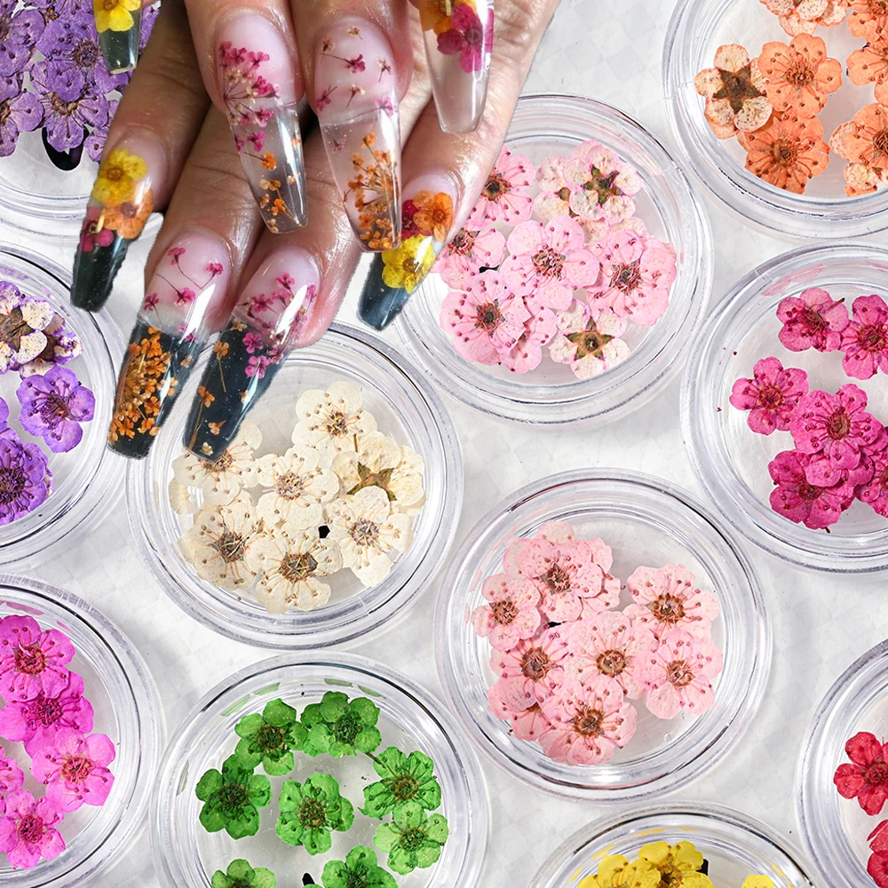 6pcs/set Dried Flower Nail Art Decoration In Box, Mini Real Natural Flowers  Nail Art Supplies