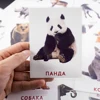 Russian Animals Words Card for Baby 2-6 Years old Enlightenment Teaching tools Montessori Learning Education Cognitive Flashcard 6