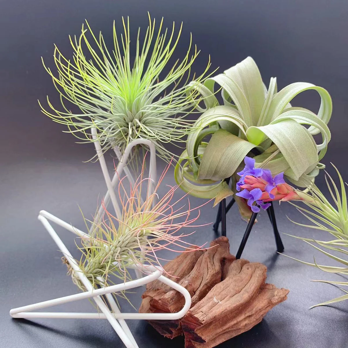 European Style Mini Desktop Flower Rack Metal gardens