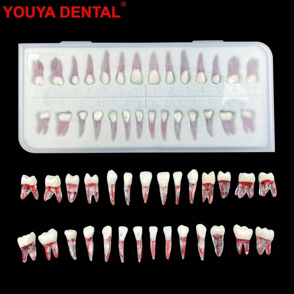 

28pc/set Dental Endo Teeth Root Canal Model Endodontic Teeth Training Dentistry RCT Pulp Cavity Block Practice Teaching Studying